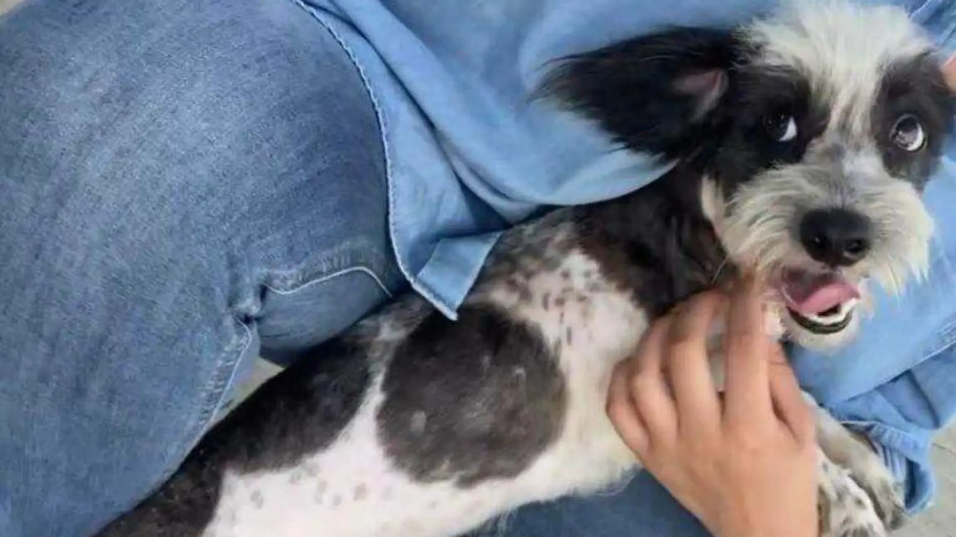 Peluchín, el perro que encontró un nuevo hogar tras ser adoptado 